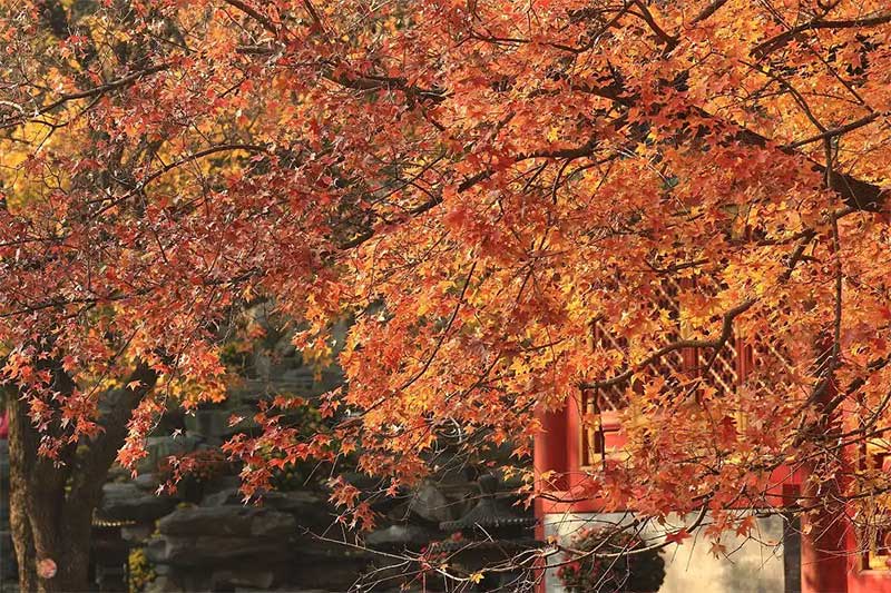 北京秋季旅遊全攻略：紅葉、銀杏、古蹟、炙子烤肉，一篇全搞定！（2025版）